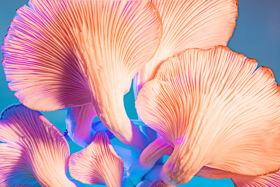 Mushrooms on Vibrant Background